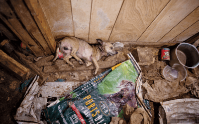 Puppy Mills: Why They Exist & How to Stop Them