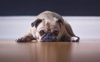 Laser Pointer Syndrome