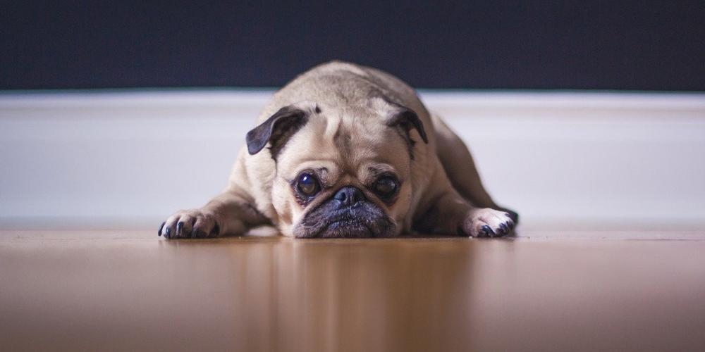 Laser Pointer Syndrome